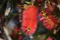 Red Callistemon or  bottlebrush bush flower close-up Royalty Free Stock Photo