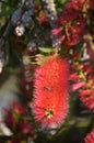Red Callistemon or  bottlebrush bush flower, vertical close-up Royalty Free Stock Photo