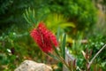 Callistemon, Marimurtra Botanical garden in Blanes, Catalonia. Royalty Free Stock Photo