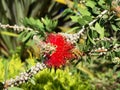 Callistemon myrtaceae. Callistemon. Decorative shrub with red fluffy flowers