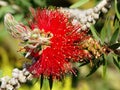 Callistemon myrtaceae. Callistemon. Decorative shrub with red fluffy flowers