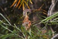 Callistemon pod