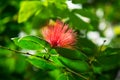 Callistemon in Red Bottlebrush Flower Royalty Free Stock Photo