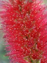 Callistemon red bottlebrush flower extreme closeup Royalty Free Stock Photo