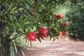 Callistemon Red Bottlebrush Tree with flowers Royalty Free Stock Photo