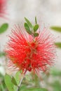 Callistemon red flower stamens Royalty Free Stock Photo