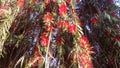 Callistemon red flower tree Royalty Free Stock Photo