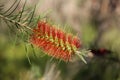 Callistemon