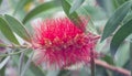 Callistemon red fluffy exotic flower growing in the garden Royalty Free Stock Photo