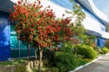 Callistemon rigidus blossoms with red bottlebrush flowers branch on beautiful green bokeh background. Callistemon bush Royalty Free Stock Photo