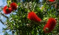 Callistemon rigidus blossoms with red bottlebrush flowers. Callistemon bush on Sochi street. Selective focus close-up Royalty Free Stock Photo