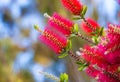 Callistemon rigidus or flower bottlebrush rigid red and green