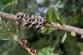 Callistemon rigidus or melaleuca linearis branch with fruits Royalty Free Stock Photo