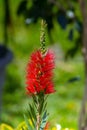 Callistemon Rigidus: Nature\'s Exquisite Bottlebrush