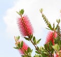 Callistemon rigidus plant with green and red leaves citrius