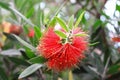 Callistemon rigidus R. Br. Royalty Free Stock Photo