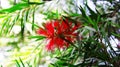 Callistemon Rigidus &#Stiff Bottlebrush&#