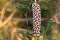 Callistemon seed boxes on branch, Australian plants, Nature concept with copy space