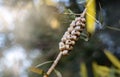 Callistemon seed boxes on branch, Australian plants, Nature concept with copy space, selective focus