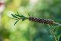 Callistemon seed boxes Callistemon rigidus may be citrinus on branch on beautiful green bokeh background. Royalty Free Stock Photo