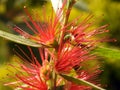 Callistemon, bottlebrush plant flowers , red bottle brush flower close up view in a garden in Cairo Egypt Royalty Free Stock Photo