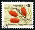 Callistemon Teretifolius Australian Postage Stamp