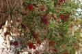 Callistemon tree blossom