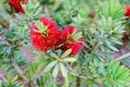 Callistemon tree