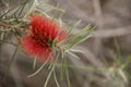 Callistemon