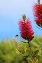 Callistemon vimidinalis, a ornamental shrub in the family Myrtaceae