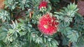 Callistemon viminalis Little John Royalty Free Stock Photo