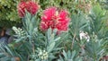 Callistemon viminalis Little John Royalty Free Stock Photo