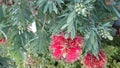 Callistemon viminalis Little John Royalty Free Stock Photo