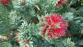 Callistemon viminalis Little John Royalty Free Stock Photo