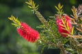 Callistemon viminalis red flower Weeping Bottlebrush