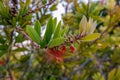 Callistemon viminalis or weeping bottlebrush Royalty Free Stock Photo