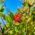 Callistemon viminalis or weeping bottlebrush Royalty Free Stock Photo