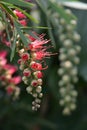 Callistemon viminalis weeping bottlebrush flowers