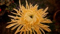 Callistephus chinensis Nees yellow Color Flower in the Garden