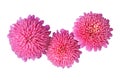 Callistephus chinensis pink flowers isolated on white