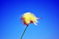 Calliteara pudibunda pale tussock or meriansborstel yellow fluffy caterpillar crawling on daisy top, blue sky background, close Royalty Free Stock Photo