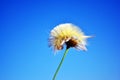 Calliteara pudibunda pale tussock or meriansborstel yellow fluffy caterpillar crawling on daisy top, blue sky background Royalty Free Stock Photo