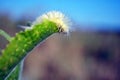 Calliteara pudibunda pale tussock or meriansborstel yellow fluffy caterpillar crawling on green leaf, landscape background Royalty Free Stock Photo