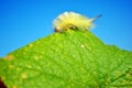 Calliteara pudibunda pale tussock or meriansborstel yellow fluffy caterpillar crawling on leaf top edge, blue sky background Royalty Free Stock Photo