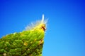 Calliteara pudibunda pale tussock or meriansborstel yellow fluffy caterpillar crawling on leaf top edge corner, looking funny Royalty Free Stock Photo