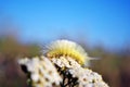 Calliteara pudibunda pale tussock or meriansborstel yellow fluffy caterpillar crawling on white achillea millefolium Royalty Free Stock Photo