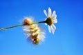 Calliteara pudibunda pale tussock or meriansborstel yellow fluffy caterpillar funny hanging on daisy stem, blue sky background Royalty Free Stock Photo