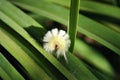 Calliteara pudibunda pale tussock or meriansborstel yellow fluffy caterpillar laying on long green leaves background, close up Royalty Free Stock Photo