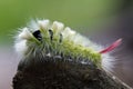 Calliteara pudibunda, the pale tussock, is a moth of the family Erebidae.