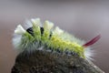 Calliteara pudibunda, the pale tussock, is a moth of the family Erebidae.